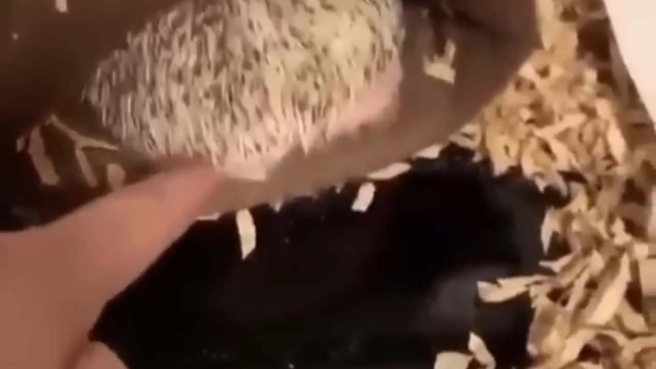 fun