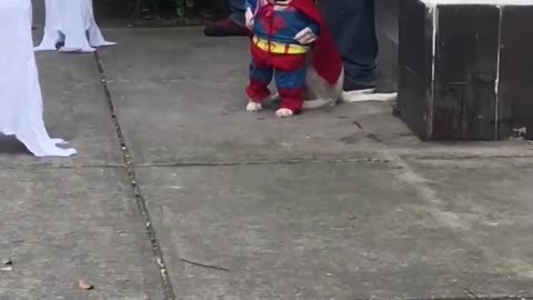 Superman dog