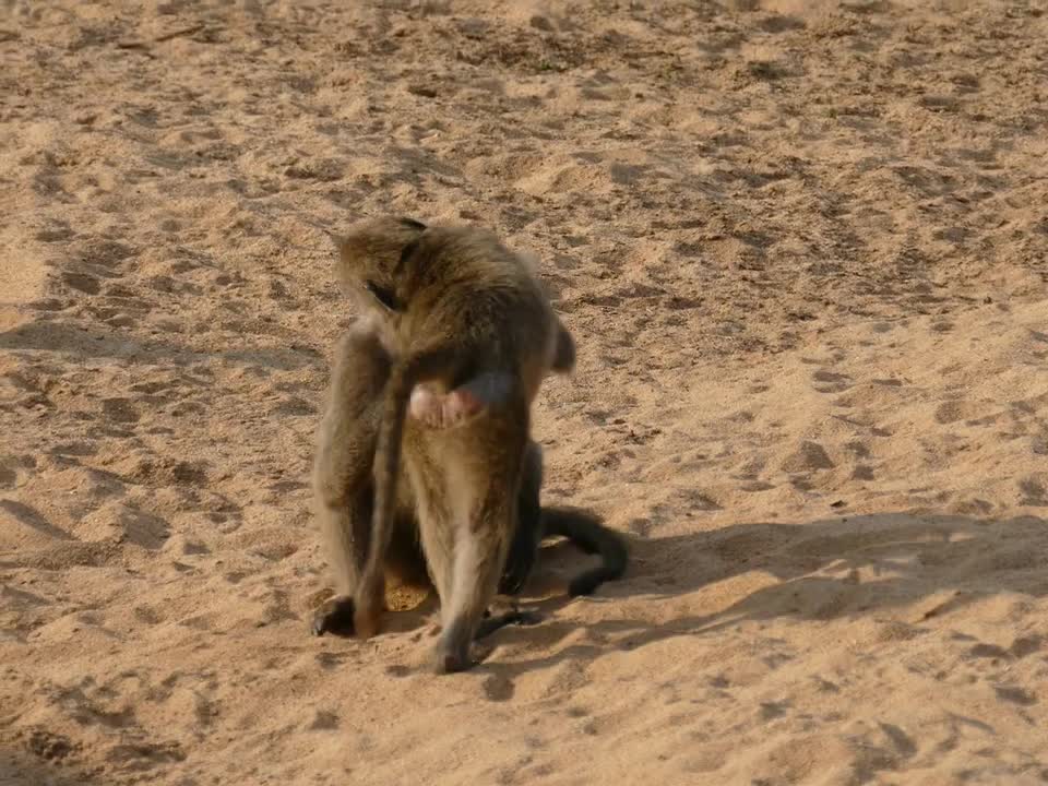 Babooning Around