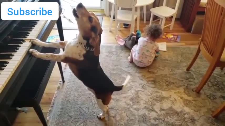 Dog play piano and singing