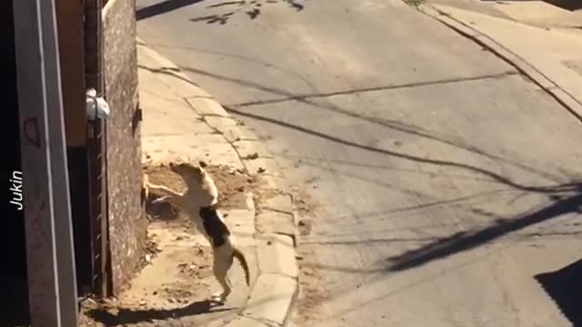 Dog Jumps Over High Wall dog ninja