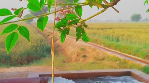 Water flowing in the fields