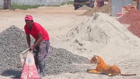 Lion Frank Video on Construction side