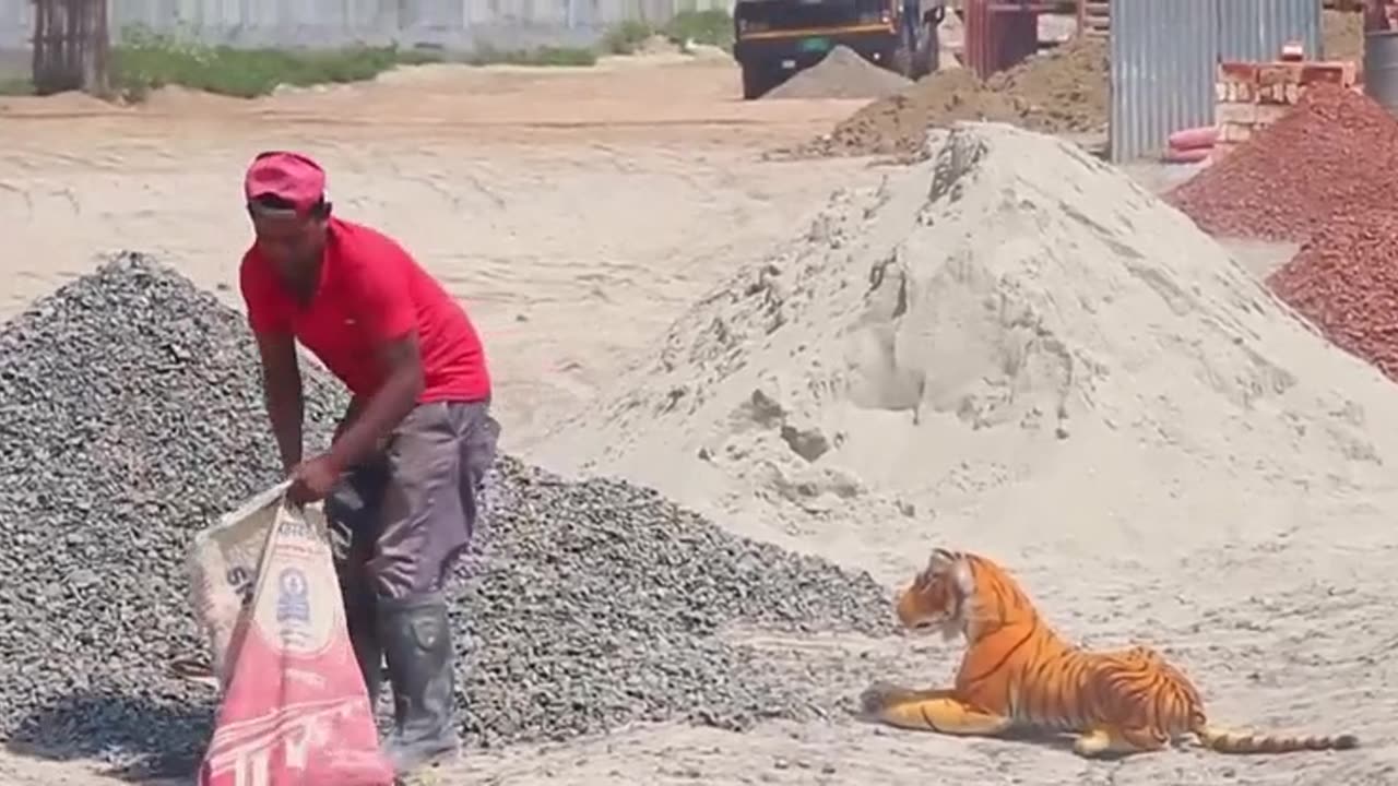 Lion Frank Video on Construction side