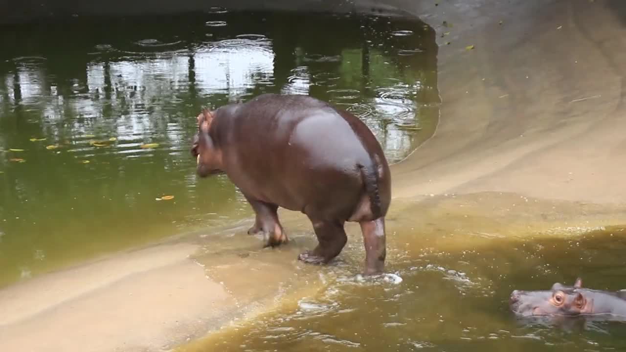 Big hippo