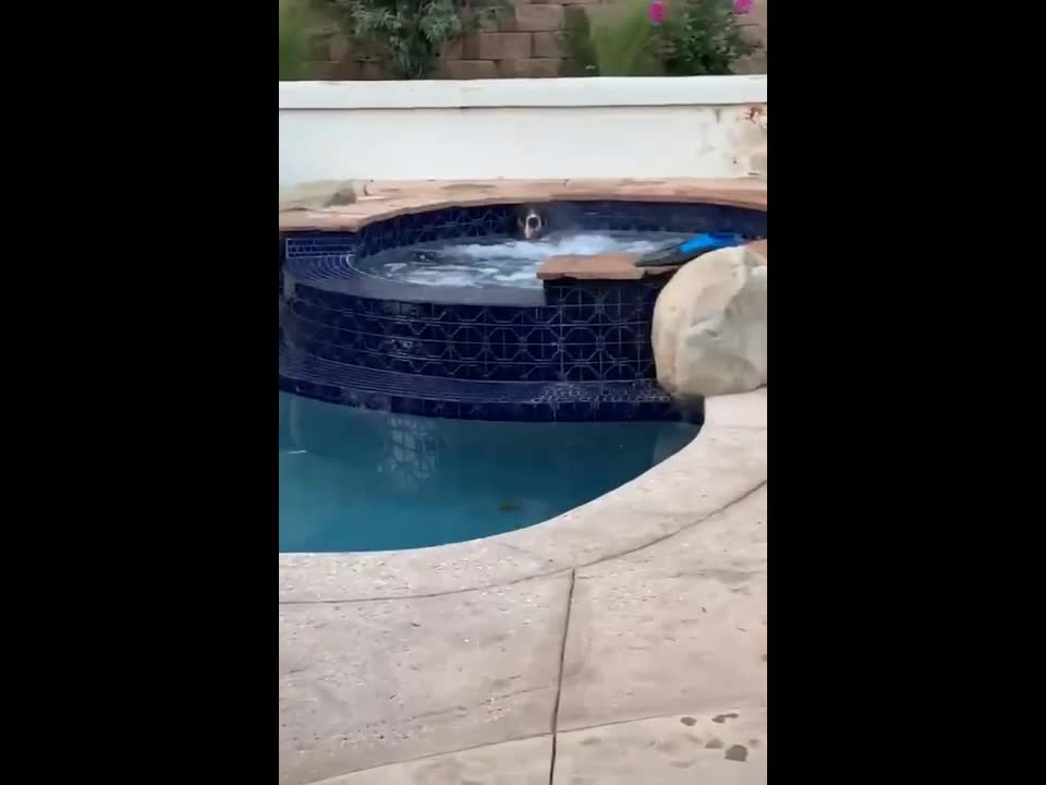 3 minutes of funny cats and dogs