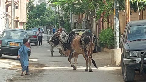 Kid play with cow