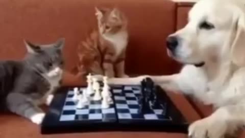 This Is What Happens When Cats Play Chess🙀