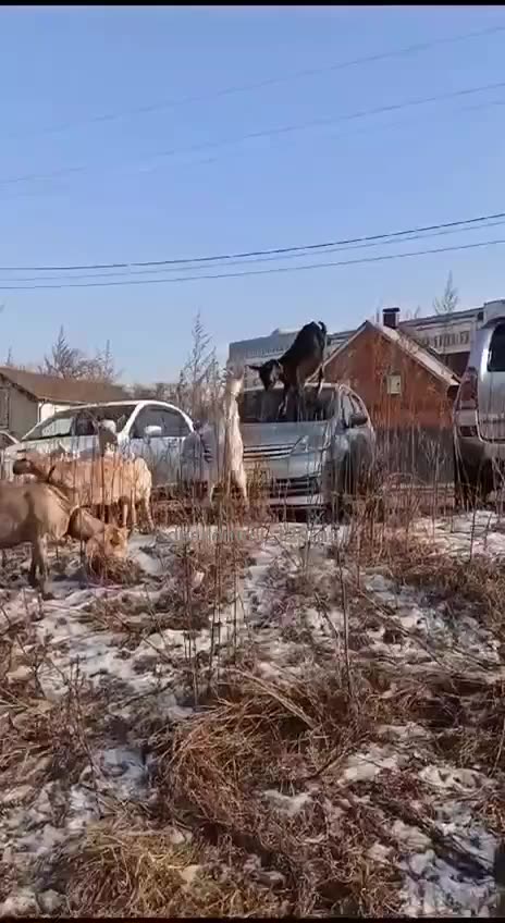 Good luck explaining that to the insurance co 😂🤣😂