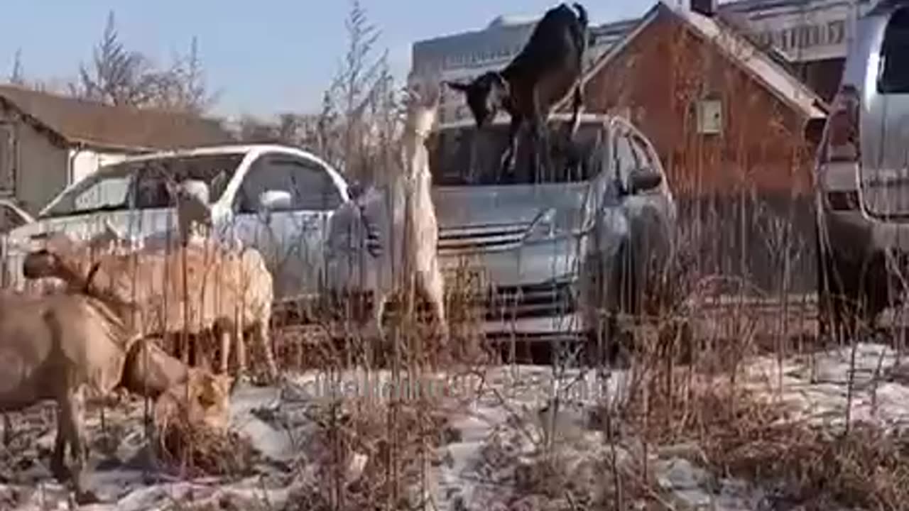 Good luck explaining that to the insurance co 😂🤣😂
