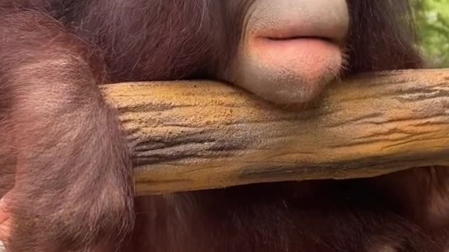 Look at my monkey