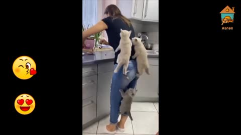 Cats climb on her owner do you want to play with cats so, follow my trending videos