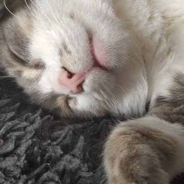 My sweet cat is sleeping sweetly 2 4k