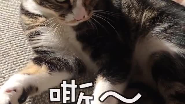 FUNNY CAT