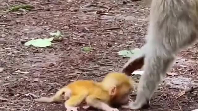 Mom teaching baby to walk🐵🙈