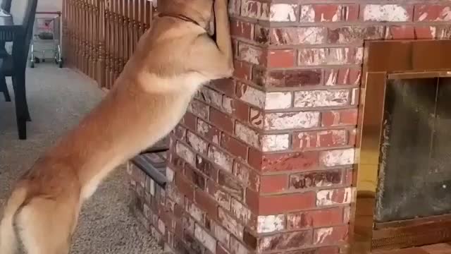 Dog playing hide and seek with little girl.