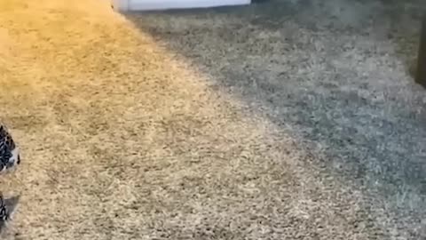 funny animal video no 6