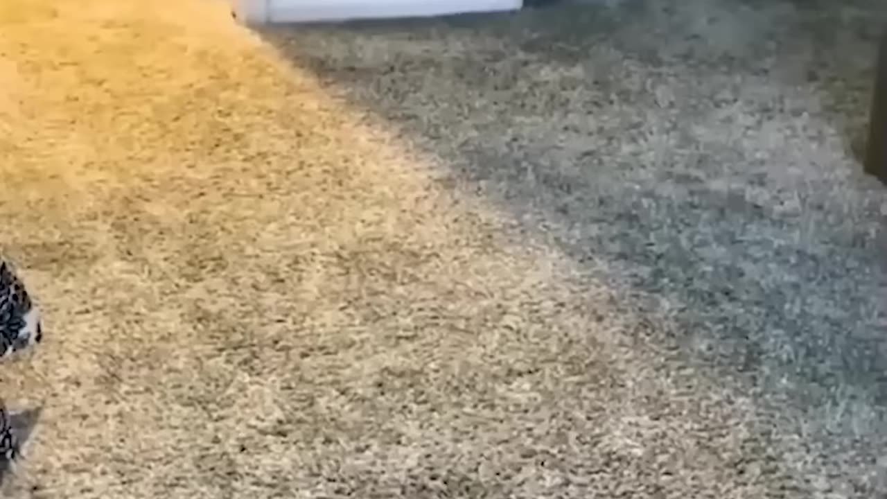 funny animal video no 6