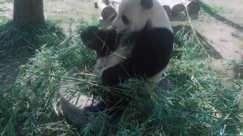 giant panda