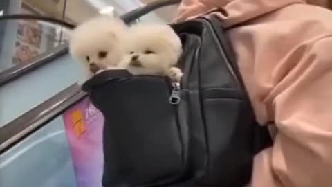 Cute puppy in the bags very funny