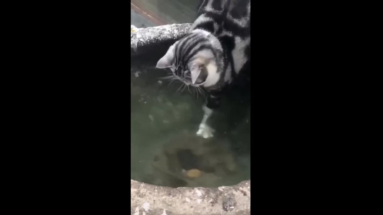 funny cat plays with fish video 😸😻😄😍