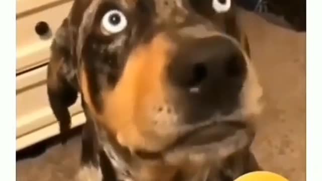 π try not to laugh / that's what I pay internet forπ Look how cute β€οΈπ
