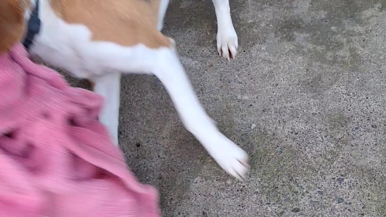 Naughty Beagle Steals a Blanket