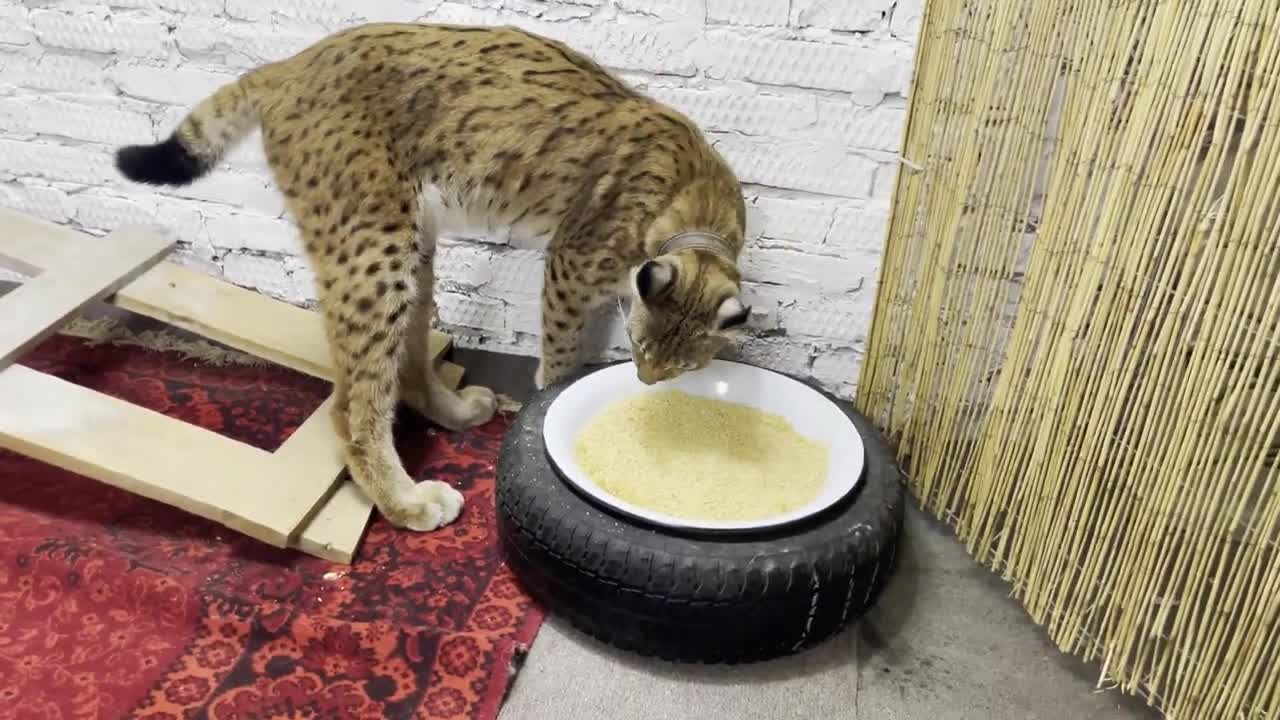 The wild lynx is ready to tear everyone apart, except for its beloved mistress