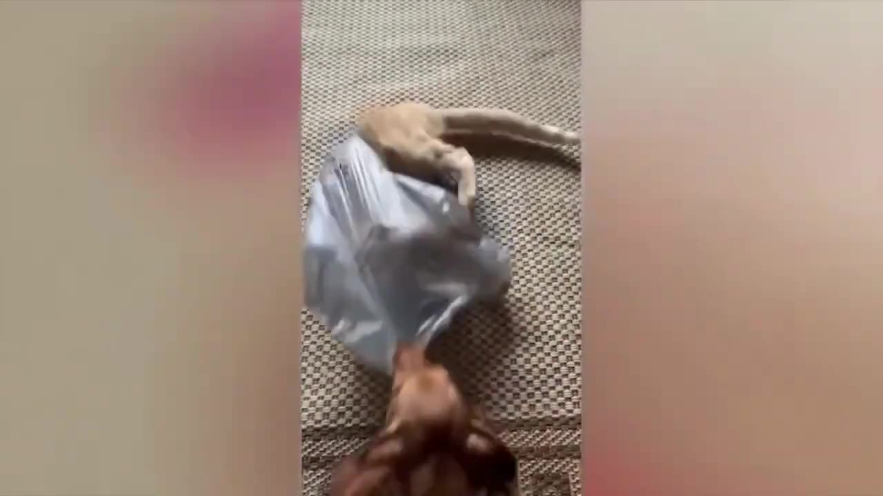 New funny animals😂 funniest cats and dogs video