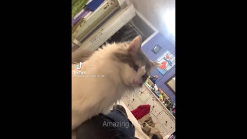 FUNNIEST CAT AND DOG VIDEOS 2023