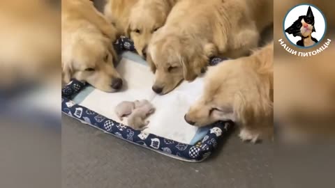 Funny Animals