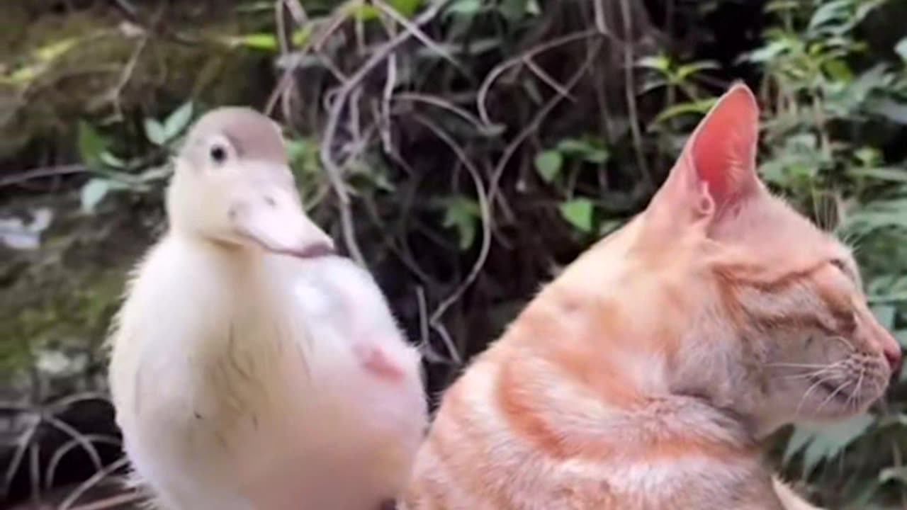 Cute little duck and cat