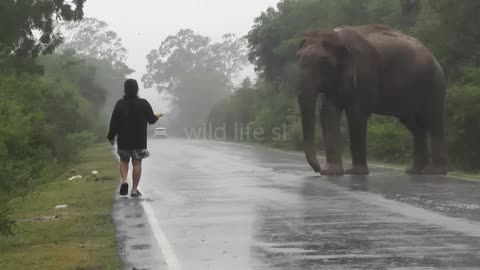 Elephant attack human