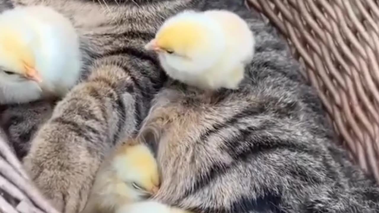 Funny animal video😂cat with chicks