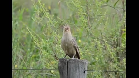 White Anu singing