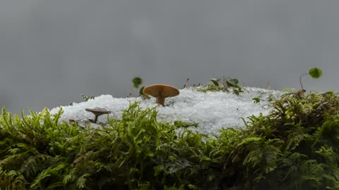 Snow Melt mushroom