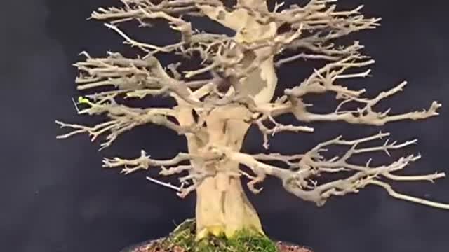 BONSAI de Piteco (Brazilian rain tree) SEGUE pra mais 😃🌳🙌.