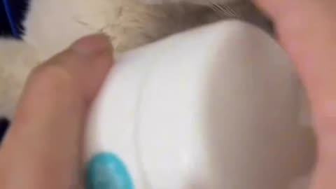 Cute cat video make it for us