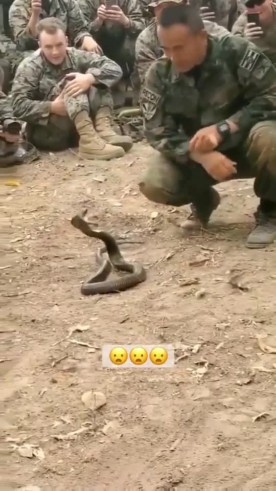 Snake