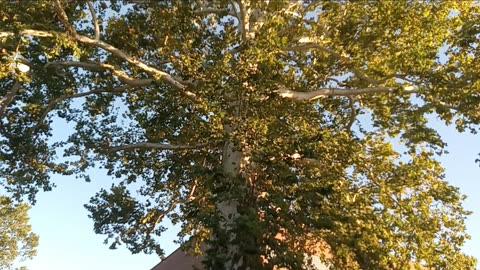 Beautful Trees during the warm Fall..