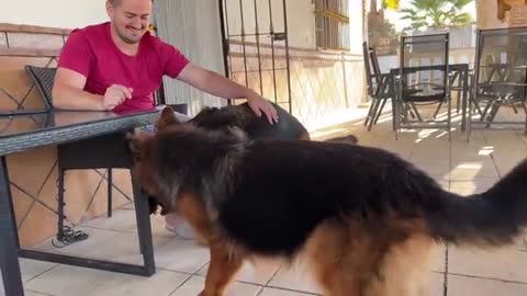 Talking German Shepherd doesn't want owner to leave