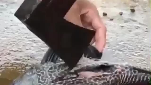 This is a beautiful and charming water-dwelling species