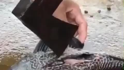 This is a beautiful and charming water-dwelling species