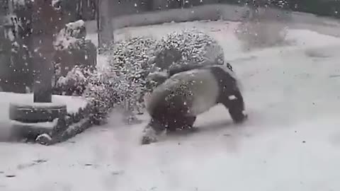 Panda is so happy when it snow