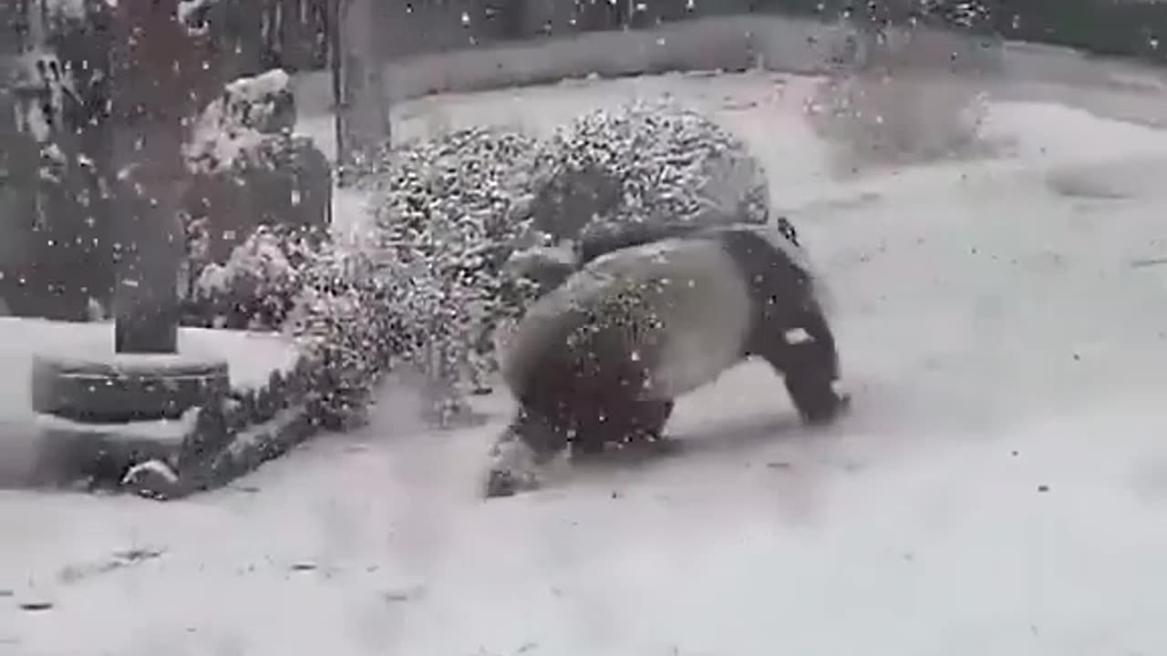 Panda is so happy when it snow