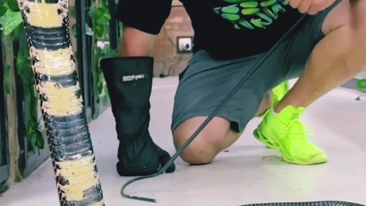 Snake sea viral