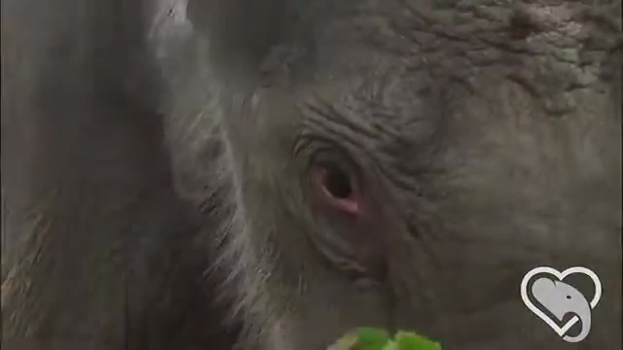 Elephant Baby First Sip Updated on Vimeo