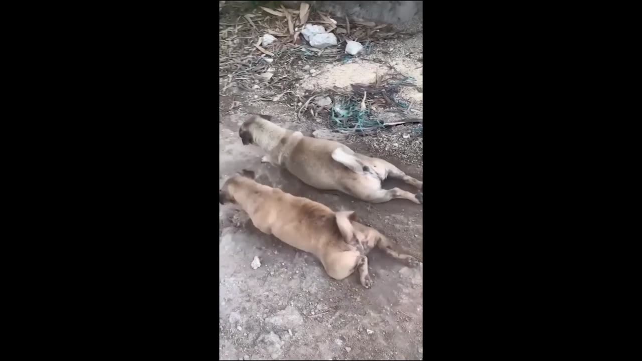 Funny pets 😆🤣 enjoy his life