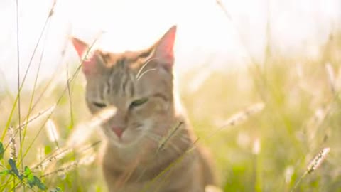 relax with this cute cat🐈😺 (relaxe com esse gato fofinho)