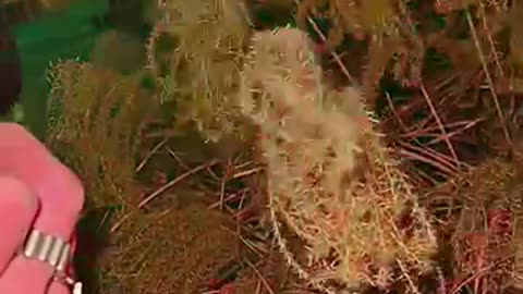 Plant is "alive"; follows wherever hand is moved, reaches out for you